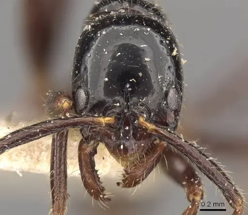 Leptogenys dalyi specimen CASENT0907364 image casent0907364_2