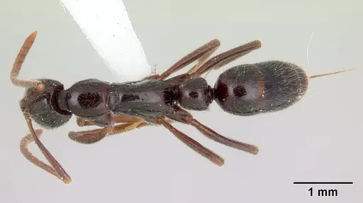 Leptogenys deborae specimen CASENT0178798 image casent0178798_1