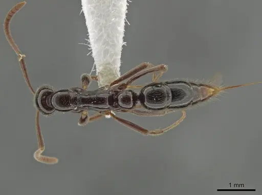 Leptogenys deborae specimen JTLC000015203 image jtlc000015203_1