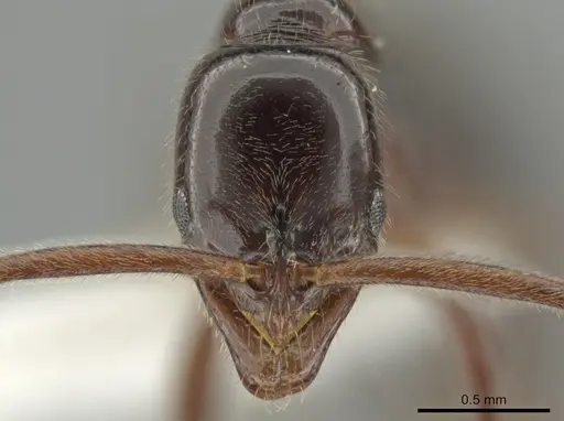 Leptogenys deborae specimen JTLC000015203 image jtlc000015203_2