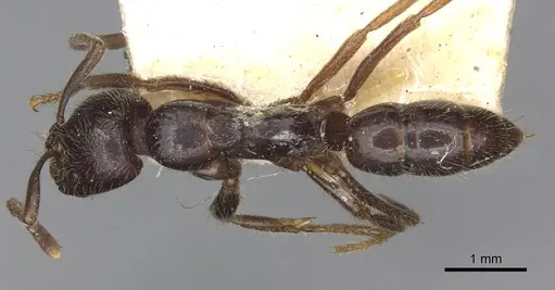 Leptogenys dentilobis specimen CASENT0902609 image casent0902609_1