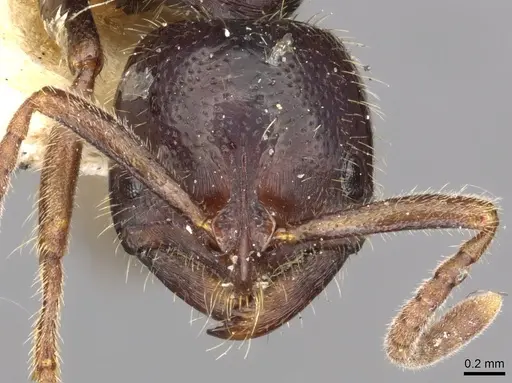 Leptogenys dentilobis specimen CASENT0902609 image casent0902609_2