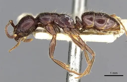 Leptogenys dentilobis specimen CASENT0902609 image casent0902609_3