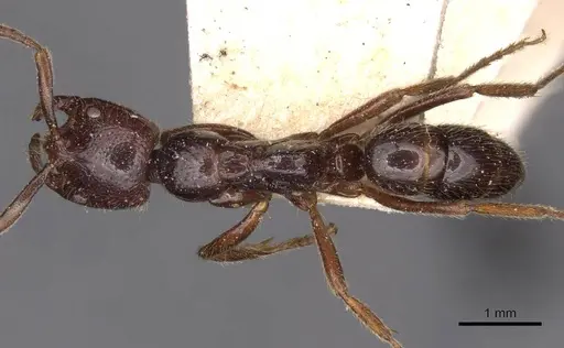 Leptogenys dentilobis specimen CASENT0907365 image casent0907365_1