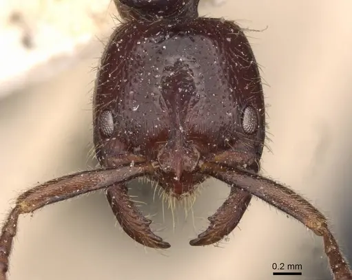 Leptogenys dentilobis specimen CASENT0907365 image casent0907365_2
