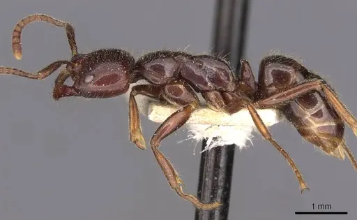 Leptogenys dentilobis specimen CASENT0907365 image casent0907365_3
