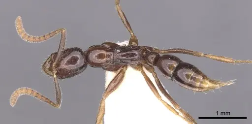 Leptogenys diatra specimen CASENT0902585 image casent0902585_1