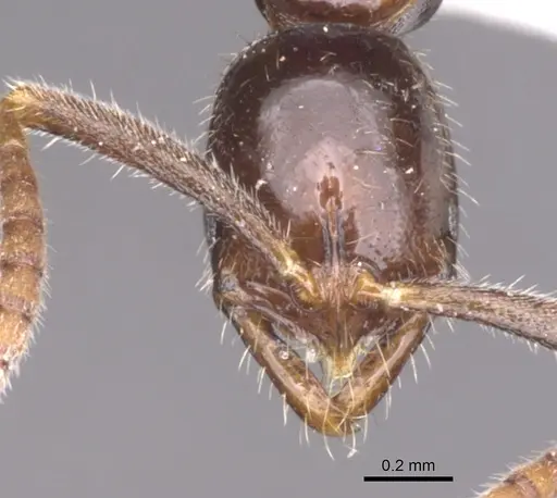Leptogenys diatra specimen CASENT0902585 image casent0902585_2