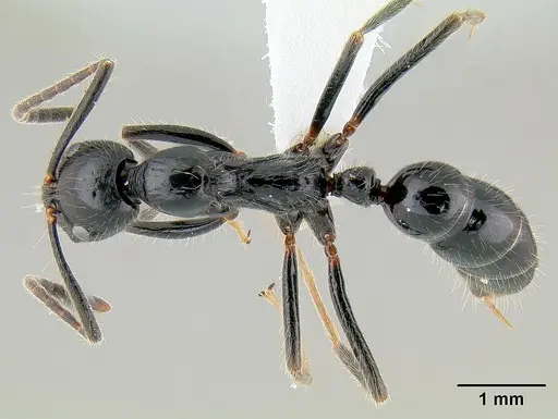 Leptogenys diminuta specimen CASENT0106010 image casent0106010_1