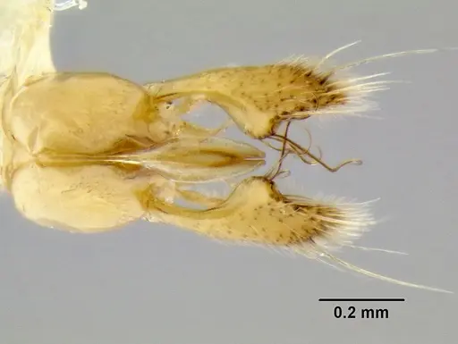 Leptogenys diminuta specimen CASENT0106010 image casent0106010_4