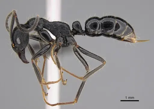 Leptogenys diminuta specimen CASENT0114958 image casent0114958_1