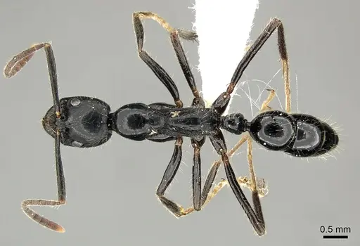 Leptogenys diminuta specimen CASENT0199807 image casent0199807_1