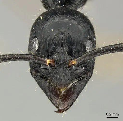 Leptogenys diminuta specimen CASENT0199807 image casent0199807_2