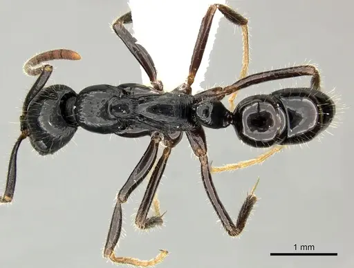 Leptogenys diminuta specimen CASENT0270547 image casent0270547_1