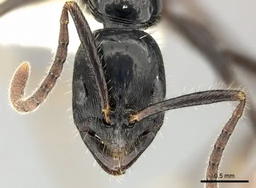 Leptogenys diminuta specimen CASENT0270547 image casent0270547_2