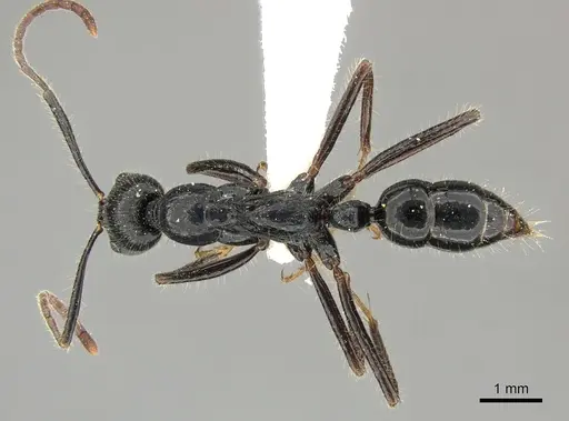 Leptogenys diminuta specimen CASENT0270548 image casent0270548_1