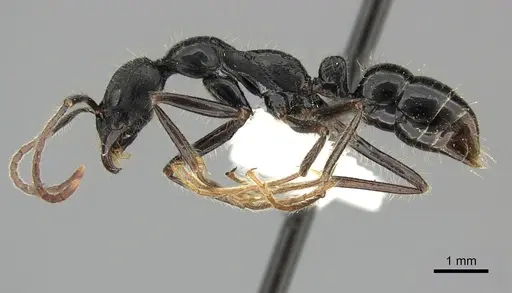Leptogenys diminuta specimen CASENT0270548 image casent0270548_3