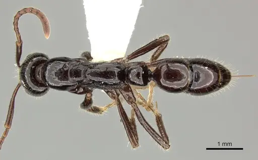 Leptogenys diminuta specimen CASENT0270549 image casent0270549_1