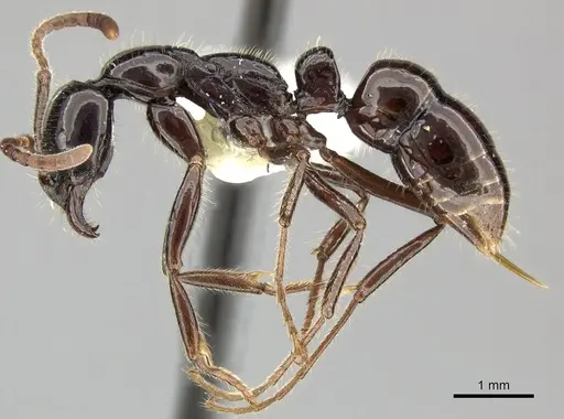 Leptogenys diminuta specimen CASENT0270549 image casent0270549_3