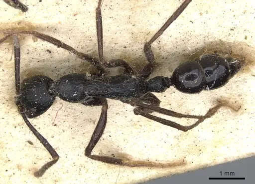 Leptogenys diminuta specimen CASENT0901351 image casent0901351_1