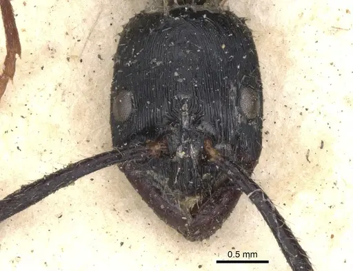 Leptogenys diminuta specimen CASENT0901352 image casent0901352_2