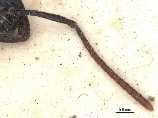 Leptogenys diminuta specimen CASENT0901352 image casent0901352_3