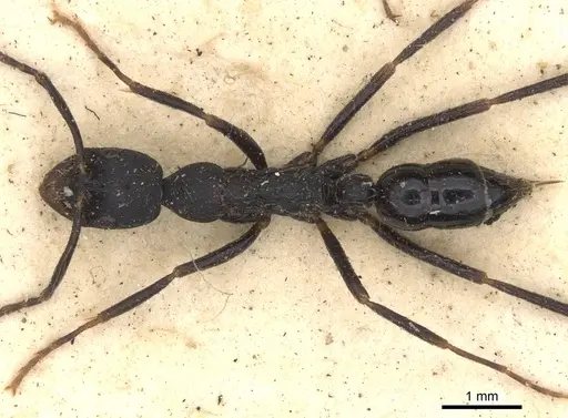 Leptogenys diminuta specimen CASENT0901353 image casent0901353_1