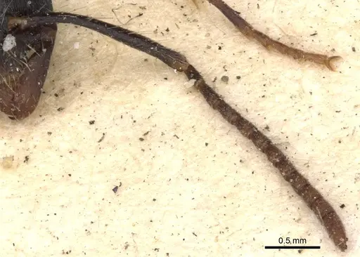 Leptogenys diminuta specimen CASENT0901353 image casent0901353_3