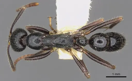 Leptogenys diminuta specimen CASENT0902614 image casent0902614_1