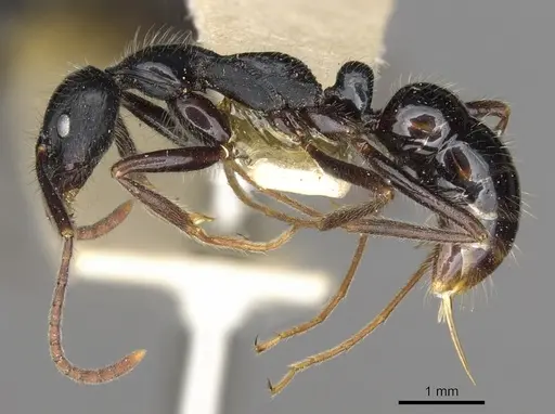 Leptogenys diminuta specimen CASENT0902614 image casent0902614_2