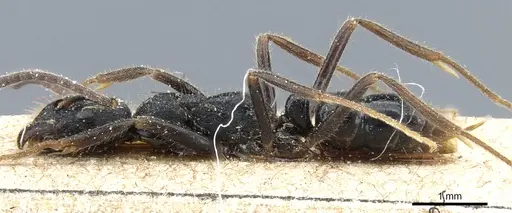 Leptogenys diminuta specimen CASENT0903963 image casent0903963_3