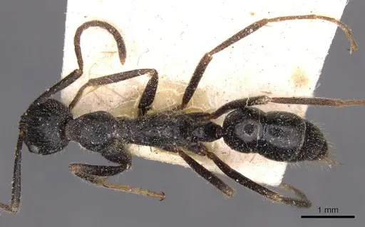 Leptogenys diminuta specimen CASENT0907366 image casent0907366_1