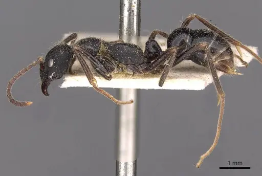 Leptogenys diminuta specimen CASENT0907366 image casent0907366_3