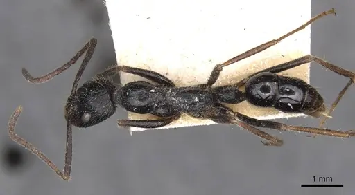 Leptogenys diminuta specimen CASENT0907367 image casent0907367_1