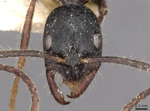 Leptogenys diminuta specimen CASENT0907367 image casent0907367_2