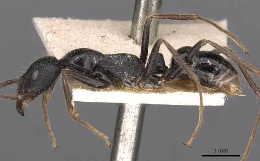 Leptogenys diminuta specimen CASENT0907367 image casent0907367_3
