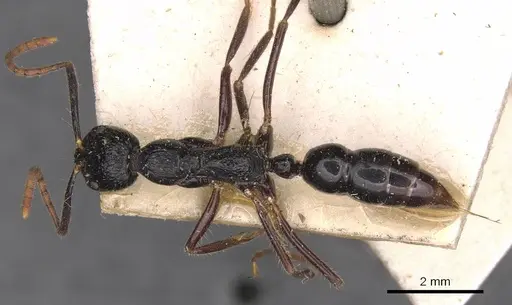 Leptogenys diminuta specimen CASENT0907368 image casent0907368_1