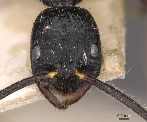 Leptogenys diminuta specimen CASENT0907368 image casent0907368_2