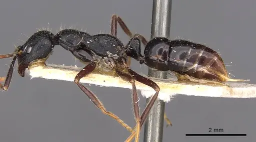 Leptogenys diminuta specimen CASENT0907368 image casent0907368_3