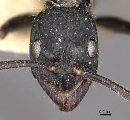 Leptogenys diminuta specimen CASENT0907369 image casent0907369_2