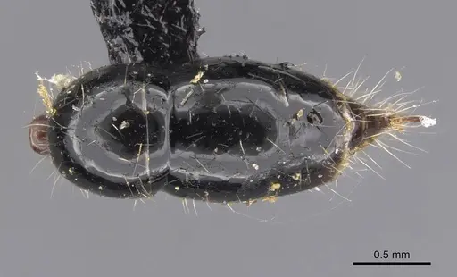 Leptogenys diminuta specimen CASENT0907373 image casent0907373_2