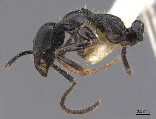 Leptogenys diminuta specimen CASENT0907373 image casent0907373_4