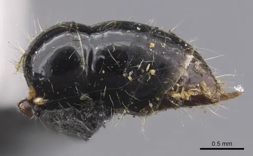 Leptogenys diminuta specimen CASENT0907373 image casent0907373_5