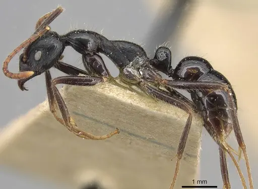 Leptogenys diminuta specimen CASENT0915221 image casent0915221_3