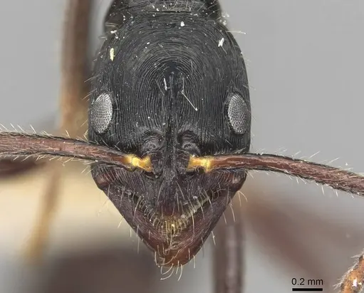 Leptogenys diminuta specimen CASENT0915222 image casent0915222_2