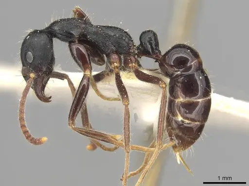 Leptogenys diminuta specimen CASENT0915222 image casent0915222_3