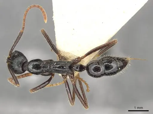 Leptogenys diminuta specimen CASENT0915223 image casent0915223_1