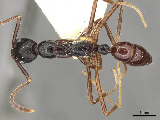 Leptogenys diminuta specimen CASENT0915224 image casent0915224_1
