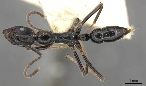 Leptogenys diminuta specimen CASENT0915225 image casent0915225_1