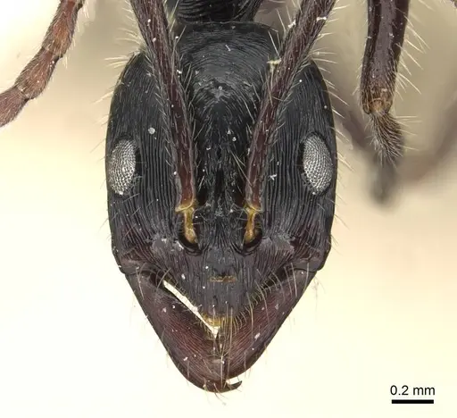 Leptogenys diminuta specimen CASENT0915225 image casent0915225_2